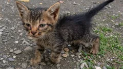 Pusa Power! Bakit Ang Purring ng Cats Ay Nakaka-Comfort sa Mga Pinoy