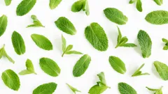 Discover the Surprising Wellness and Beauty Benefits of Mint at Home