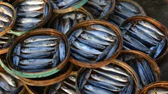 Why Pinoys can’t get enough of canned sardines—and how much is just right