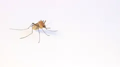 Pinoy families reveal clever ways to keep mosquitoes out of your home