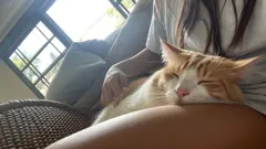 Discover how your cat secretly chooses its favorite person in your Pinoy home